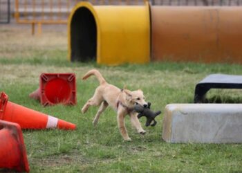 Atenea, Boki y Kia, los perros que salvarán a víctimas de un terremoto e inundaciones en Perú