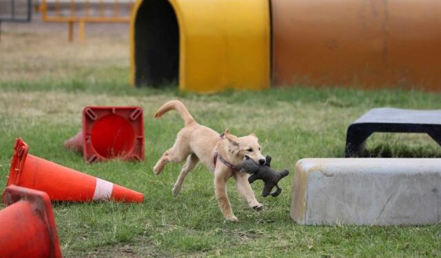 Atenea, Boki y Kia, los perros que salvarán a víctimas de un terremoto e inundaciones en Perú