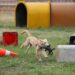 Atenea, Boki y Kia, los perros que salvarán a víctimas de un terremoto e inundaciones en Perú