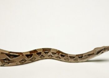 Terror en las alturas: hallan una serpiente viva en la cabina superior de un avión en pleno vuelo