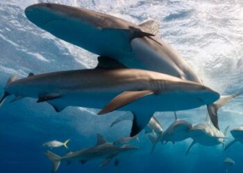 Expedición de buceo terminó en tragedia: niño se metió en tanque de tiburones y acabó mordido