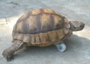 VIRAL: Una tortuga perdió una pata y le pusieron una rueda para que pueda “caminar” (VIDEO)