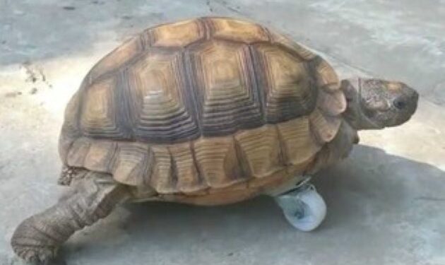VIRAL: Una tortuga perdió una pata y le pusieron una rueda para que pueda “caminar” (VIDEO)