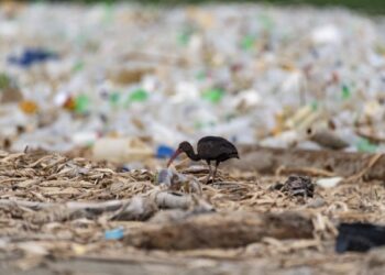 El volumen de desechos no para de crecer en el mundo, alerta la ONU