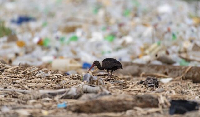 El volumen de desechos no para de crecer en el mundo, alerta la ONU