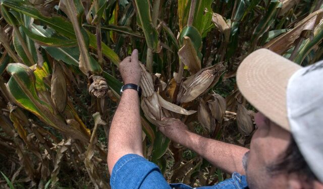 Fedeagro señala que el cambio climático afecta la producción de maíz