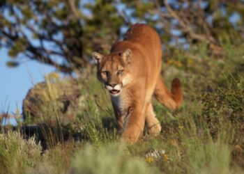 Horror en Washington: Puma atacó ferozmente a cinco ciclistas y fue sacrificado por un policía