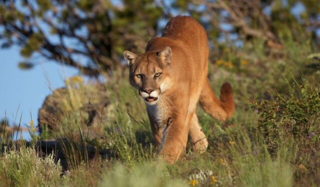 Horror en Washington: Puma atacó ferozmente a cinco ciclistas y fue sacrificado por un policía