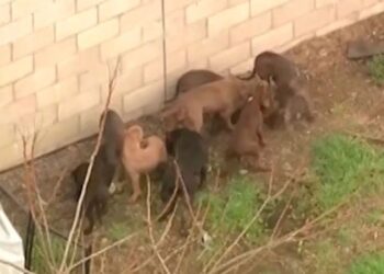 Horror en Los Ángeles: Fue mutilado por manada de pitbulls que guardaron su cadáver en una perrera