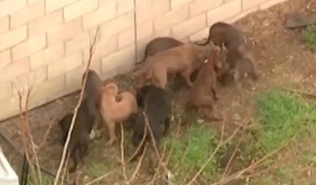 Horror en Los Ángeles: Fue mutilado por manada de pitbulls que guardaron su cadáver en una perrera