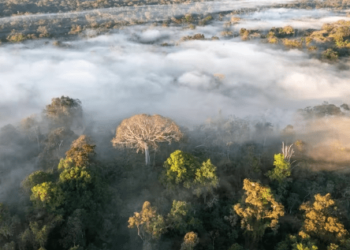 La mitad de la Amazonía puede desaparecer en 2050 y alterar el clima de toda la Tierra