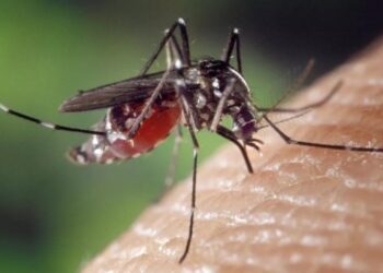 Brasil empieza a vacunar a los niños contra el dengue en pleno brote de la enfermedad