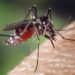 Brasil empieza a vacunar a los niños contra el dengue en pleno brote de la enfermedad