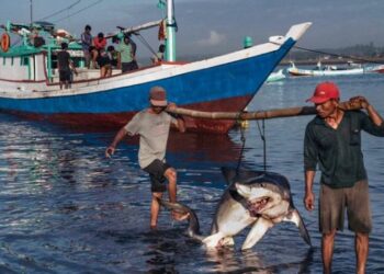 Detuvieron a tres hombres con más de 25 tiburones desmembrados en Sucre