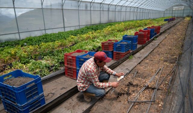 Agricultores claman por financiamiento bancario y combustible en Venezuela