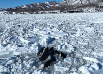 Un grupo de orcas queda atrapado en el hielo frente a la costa del norte de Japón