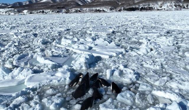 Un grupo de orcas queda atrapado en el hielo frente a la costa del norte de Japón