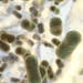 Reducción del consumo de antibióticos disminuye resistencia bacteriana, según un nuevo informe