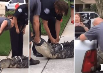 El momento exacto en que un caimán “noquea” a su captor en Florida (VIDEO)