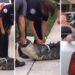 El momento exacto en que un caimán “noquea” a su captor en Florida (VIDEO)