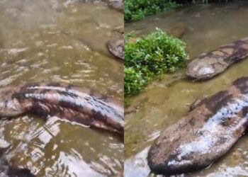 Cerca de extinguirse de la naturaleza, Japón halla ejemplares del anfibio más grande del mundo