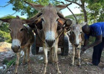 El negocio cosmético detrás de la matanza de millones de burros que se produce cada año