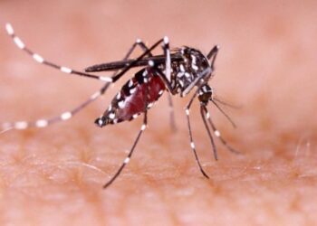 Brote “sin precedentes”: una nueva versión del dengue está plagando Florida