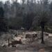 Tragedia en Chile: aumentaron a 99 los muertos por infernales incendios forestales