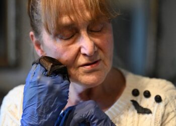 “La bati-mamá” polaca convierte su casa en un asilo de murciélagos (Fotos)