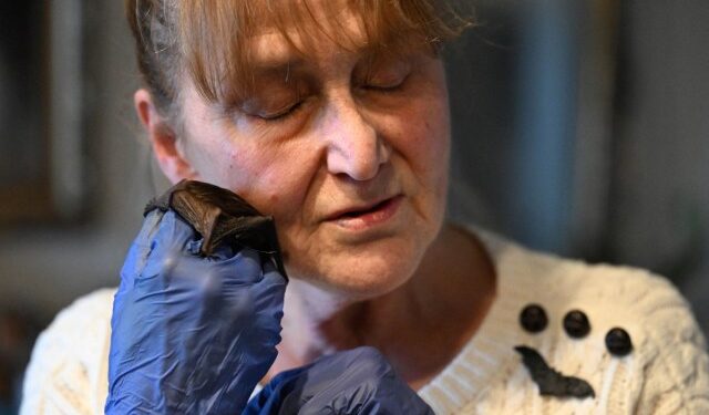 “La bati-mamá” polaca convierte su casa en un asilo de murciélagos (Fotos)