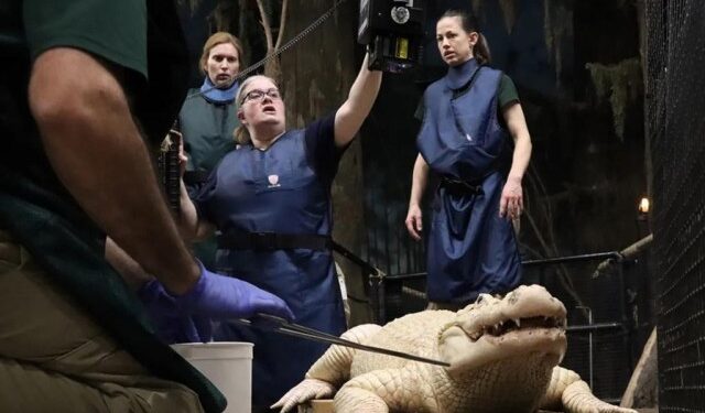 Insólito: Como si fuera una alcancía, sacaron 70 monedas del estómago de un caimán blanco en Nebraska