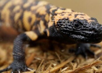 Murió en Colorado tras ser mordido por su inusual mascota: un monstruo de Gila