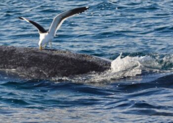 Misterio en Oregón: rara ballena de aleta es encontrada muerta en la costa