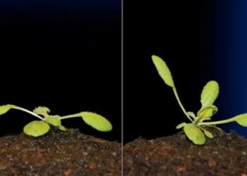 Cómo es el sorprendente mecanismo que permite a las plantas orientarse hacia la luz