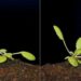 Cómo es el sorprendente mecanismo que permite a las plantas orientarse hacia la luz