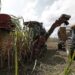 Producir azúcar en Venezuela, una carrera de obstáculos: de 16 centrales solo operan cinco
