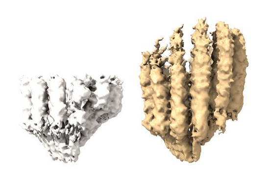 Científicos recrearon cómo las células construyen microtúbulos, proceso clave para la biología