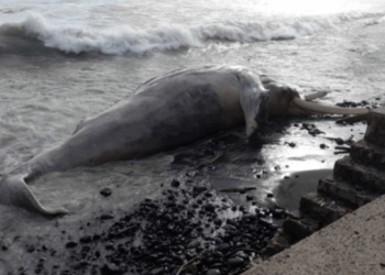 Autoridades hallaron una ballena jorobada muerta en playa de El Salvador