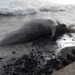 Autoridades hallaron una ballena jorobada muerta en playa de El Salvador