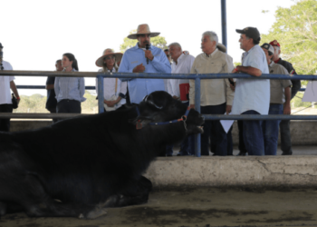 Maduro incluirá golosina a base de leche de búfala en el Clap para que no lo llamen “pichirre” (Video)