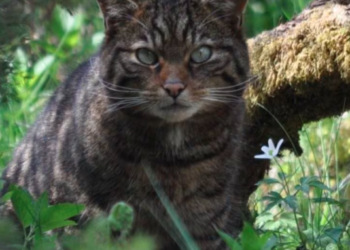 Confirmaron un caso de peste bubónica en EEUU y creen que un gato provocó el contagio