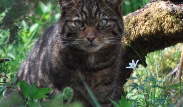 Confirmaron un caso de peste bubónica en EEUU y creen que un gato provocó el contagio