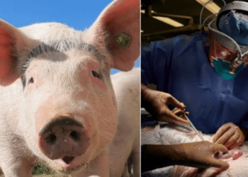 Planean en Japón el primer trasplante de riñón de cerdo a un feto humano
