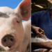 Planean en Japón el primer trasplante de riñón de cerdo a un feto humano
