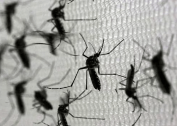 Brasil entró en alerta sanitaria ante el aumento descomunal de los casos de dengue