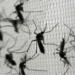 Brasil entró en alerta sanitaria ante el aumento descomunal de los casos de dengue