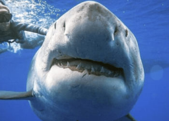 Una mujer en estado grave tras ser atacada por un tiburón en Australia