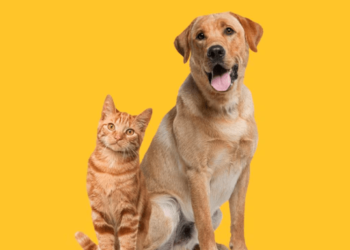 Inteligencia artificial predice cómo serían los perros y los gatos en el futuro