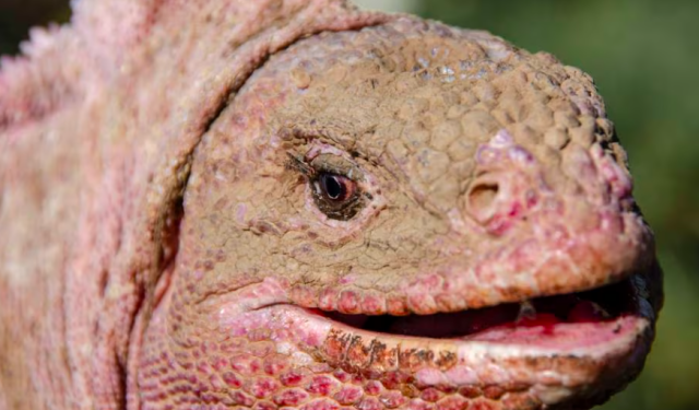 Descubren un nuevo herpesvirus en la iguana rosada de Galápagos, una especie en peligro de extinción