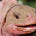 Descubren un nuevo herpesvirus en la iguana rosada de Galápagos, una especie en peligro de extinción